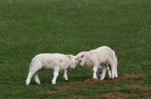 Two lambs fighting each other in a field in spring.