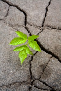 Green sprout