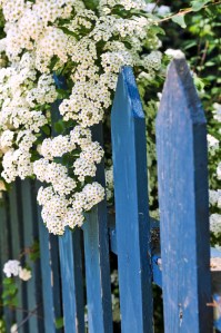 Blue fence with white flowers