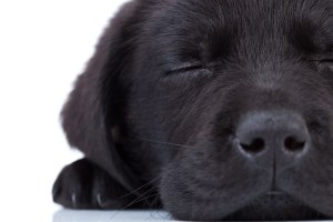 cute little black labrador retriever sleeping on a white background