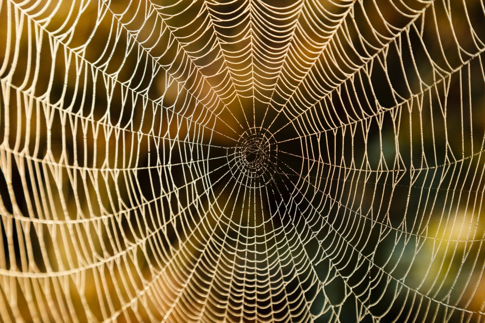 Spider Web